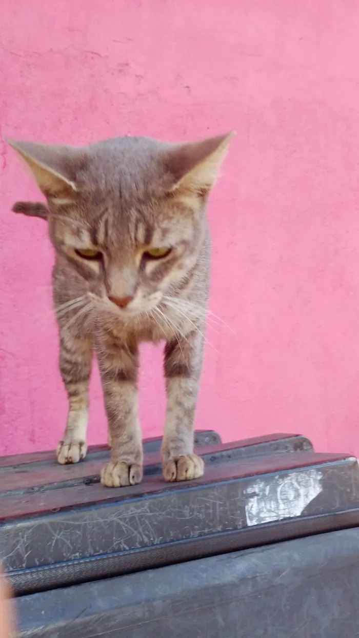 Gato ra a SRD-ViraLata idade 2 a 6 meses nome Yoyo bb4meses lindo 