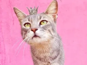Gato raça SRD-ViraLata idade 2 a 6 meses nome Yoyo bb4meses lindo 