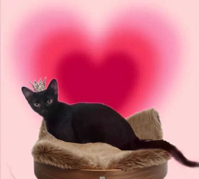 Gato ra a SRD-ViraLata idade 2 a 6 meses nome Merlin bb5meses 