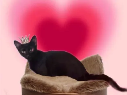 Gato raça SRD-ViraLata idade 2 a 6 meses nome Merlin bb5meses 