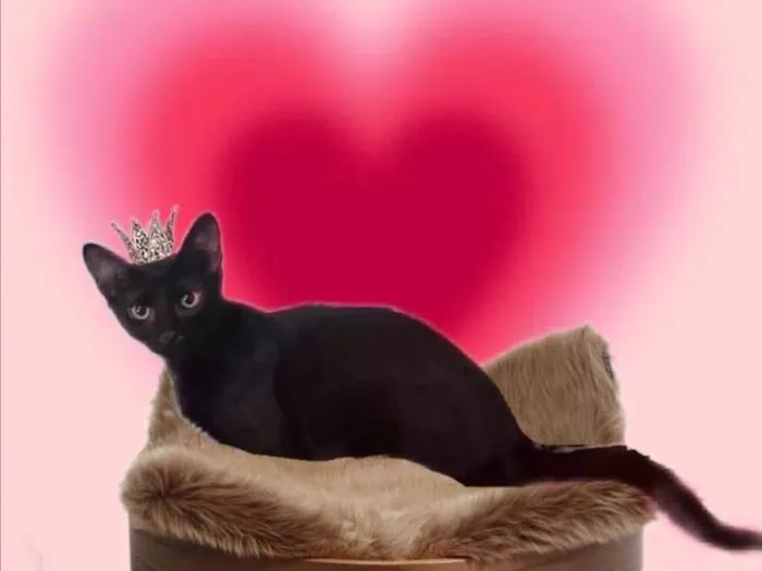 Gato ra a SRD-ViraLata idade 2 a 6 meses nome Merlin bb5meses 