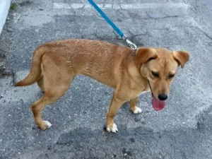 Cachorro raça SRD-ViraLata idade 1 ano nome Cristal