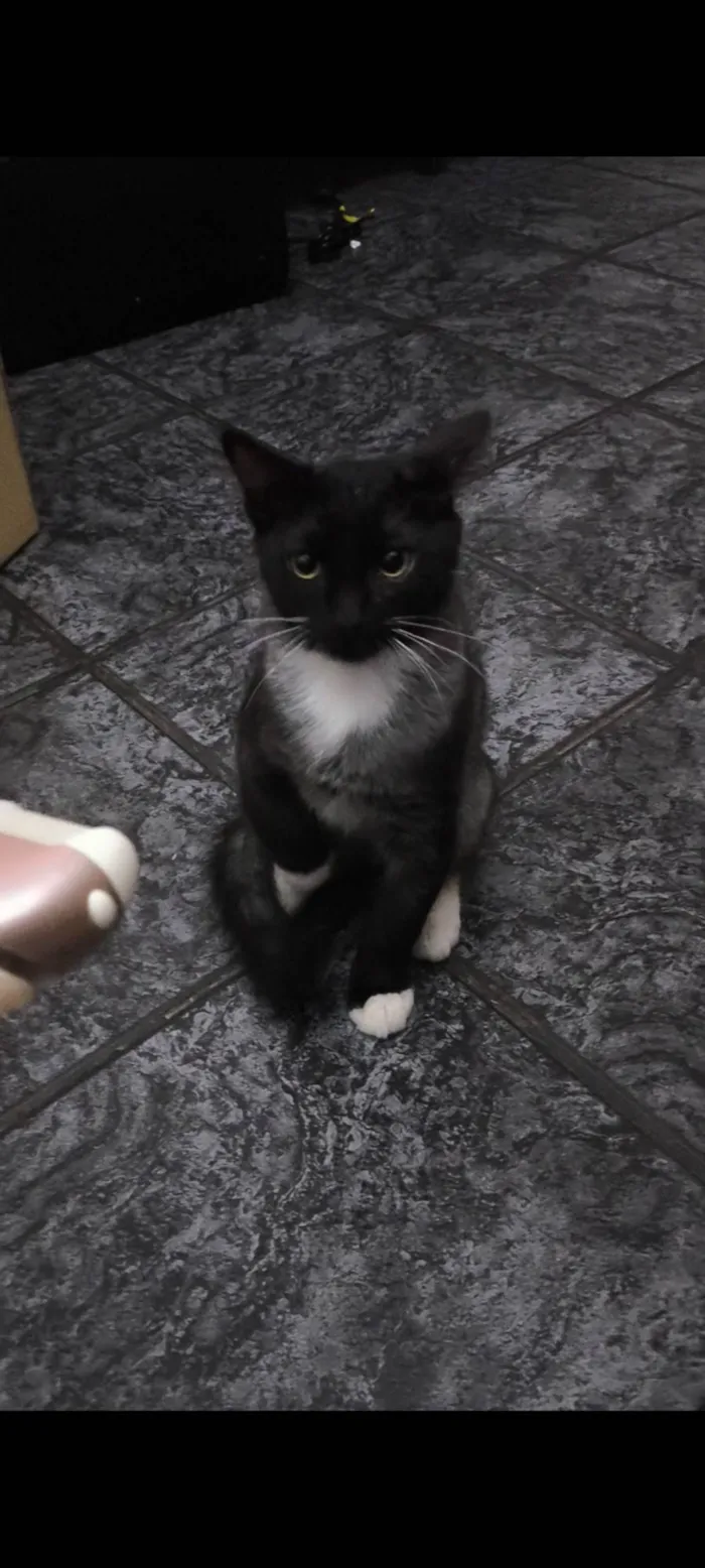 Gato ra a SRD-ViraLata idade 2 a 6 meses nome Nanashi