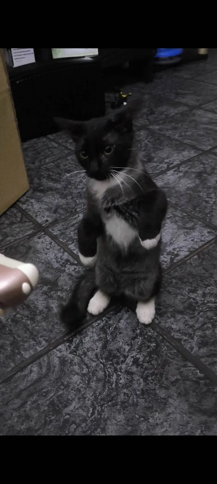 Gato ra a SRD-ViraLata idade 2 a 6 meses nome Nanashi