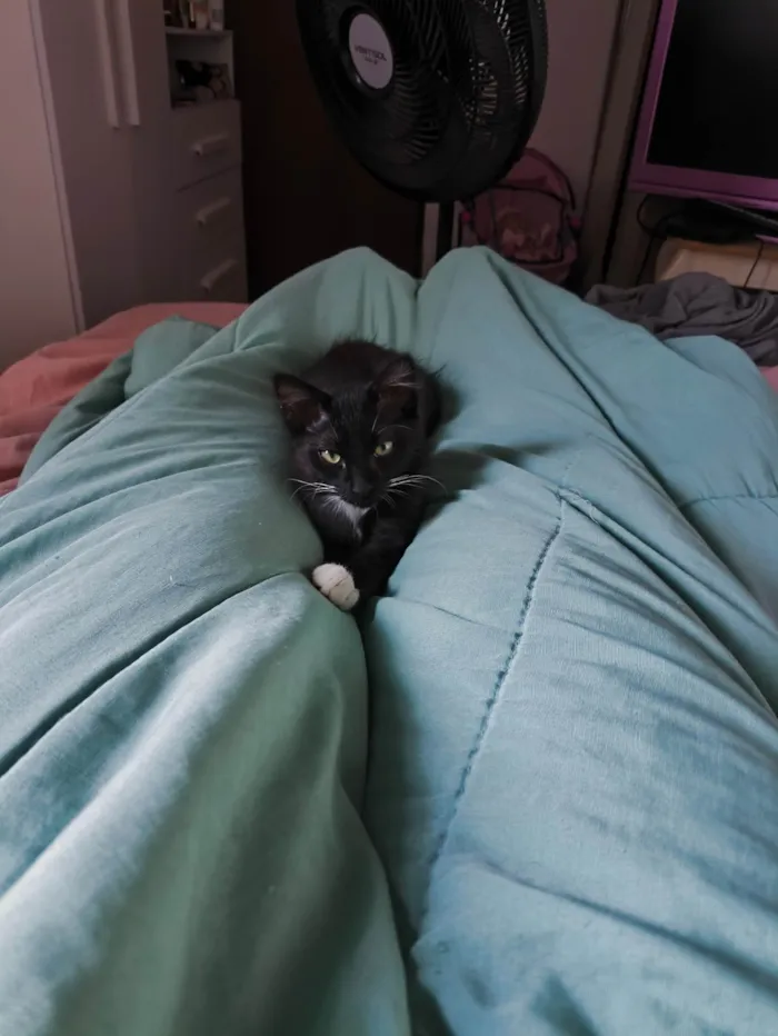 Gato ra a SRD-ViraLata idade 2 a 6 meses nome Nanashi