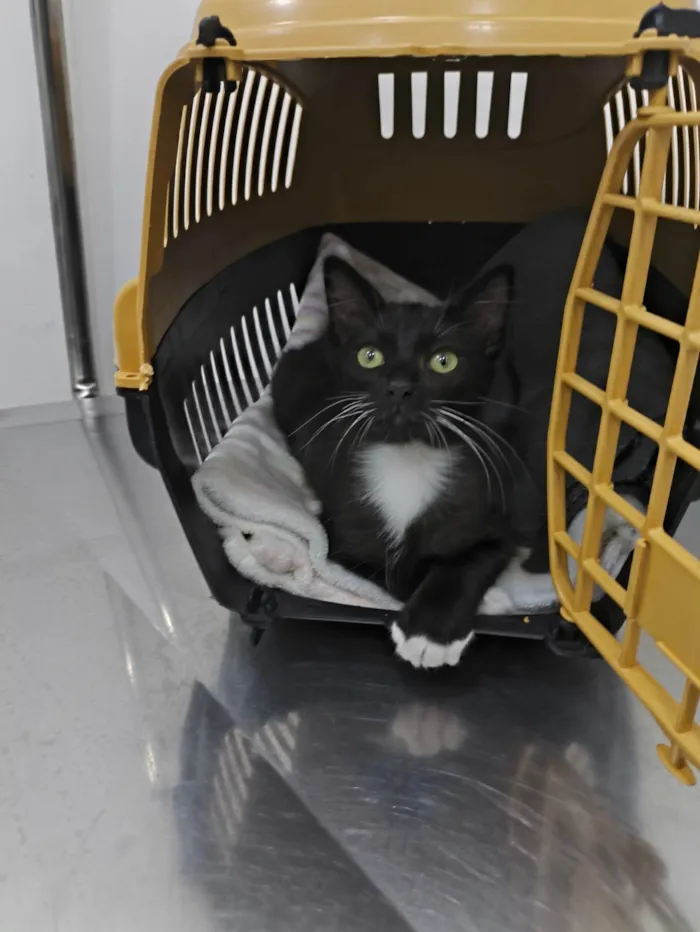 Gato ra a SRD-ViraLata idade 2 a 6 meses nome Nanashi