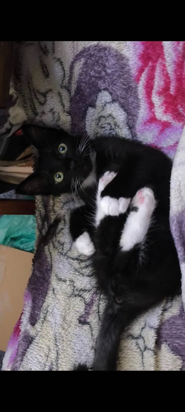 Gato ra a SRD-ViraLata idade 2 a 6 meses nome Nanashi