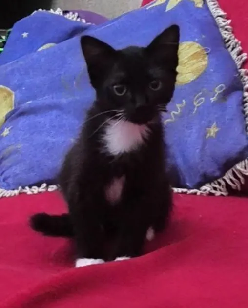 Gato ra a SRD-ViraLata idade 2 a 6 meses nome Nanashi