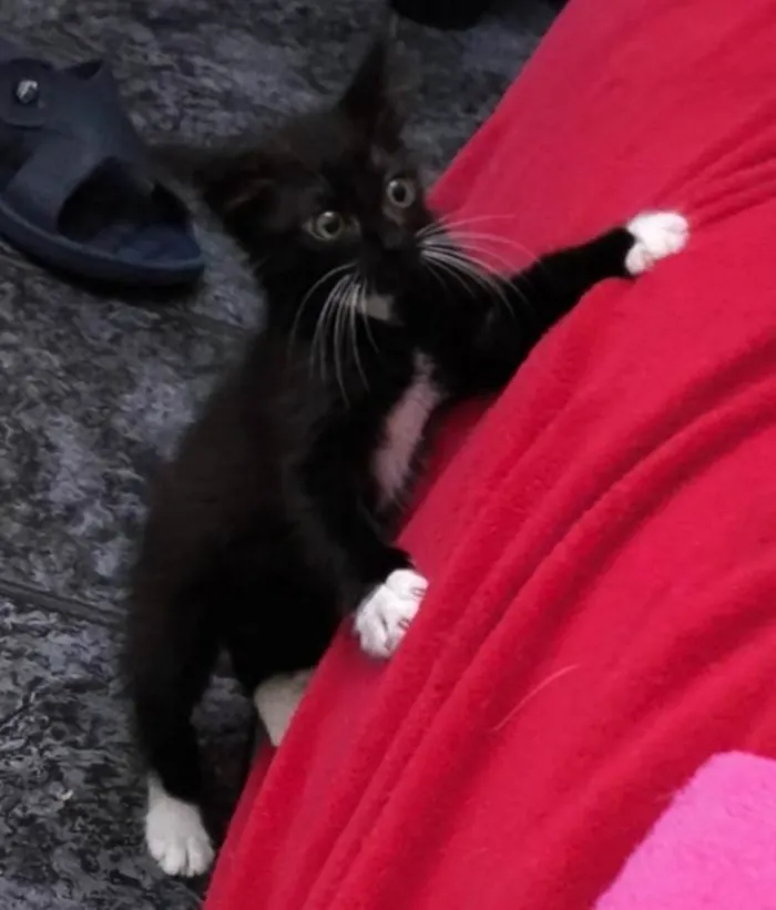 Gato ra a SRD-ViraLata idade 2 a 6 meses nome Nanashi
