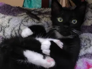 Gato raça SRD-ViraLata idade 2 a 6 meses nome Nanashi