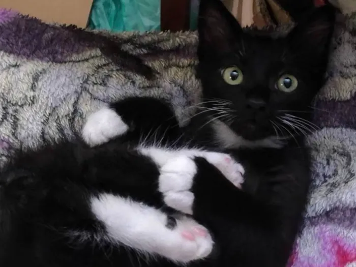 Gato ra a SRD-ViraLata idade 2 a 6 meses nome Nanashi