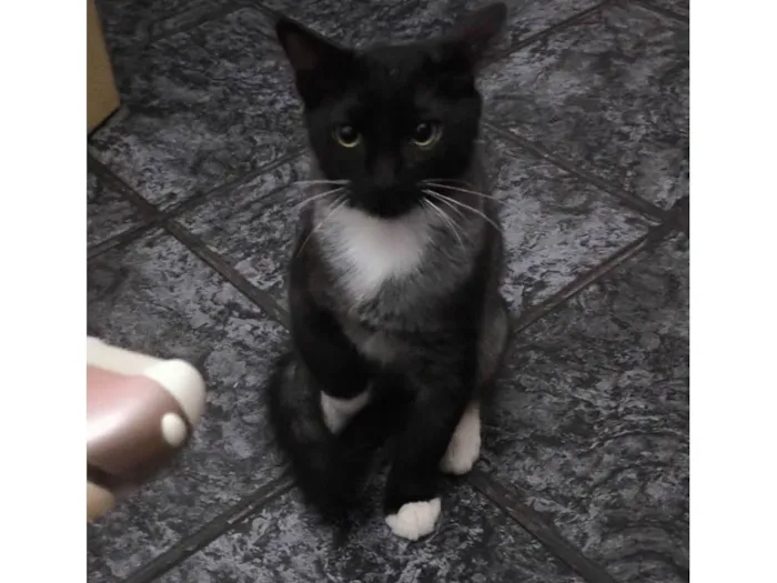 Gato ra a SRD-ViraLata idade 2 a 6 meses nome Nanashi