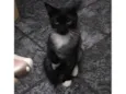 Nanashi