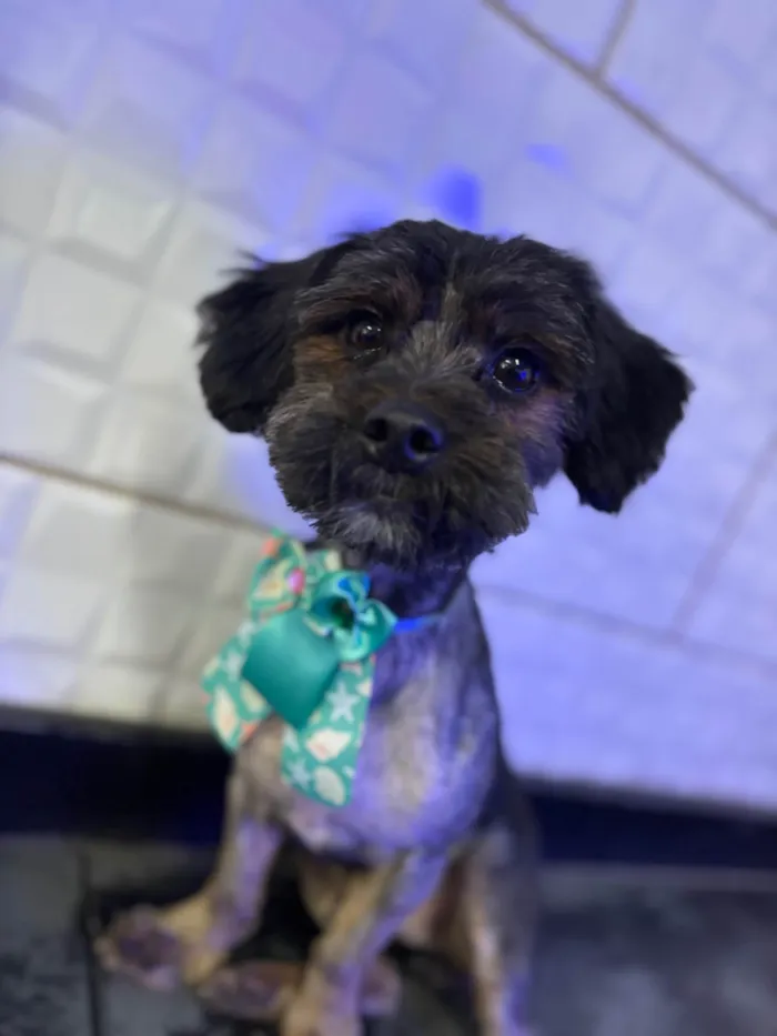 Cachorro ra a Shitzu idade 1 ano nome Black 