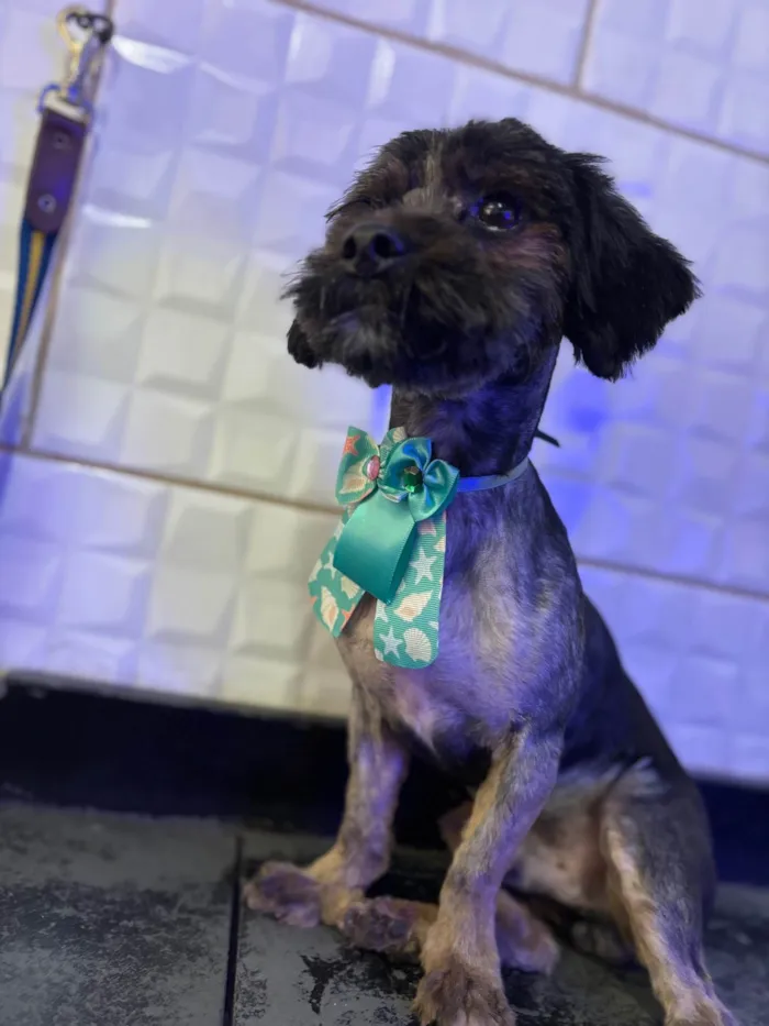 Cachorro ra a Shitzu idade 1 ano nome Black 