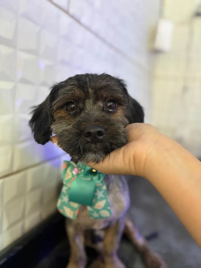 Cachorro ra a Shitzu idade 1 ano nome Black 