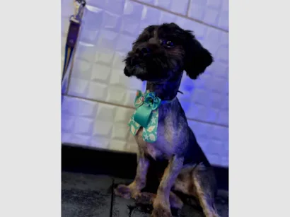 Cachorro raça Shitzu idade 1 ano nome Black 