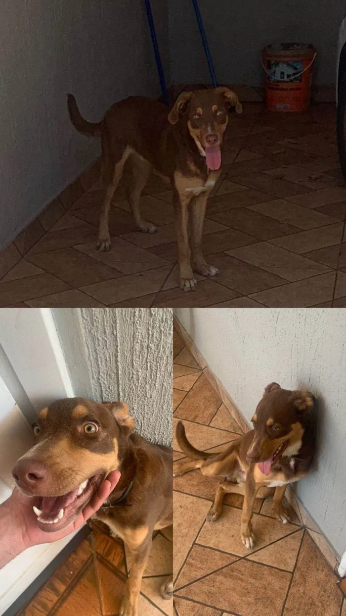 Cachorro ra a SRD-ViraLata idade 7 a 11 meses nome Ragnar