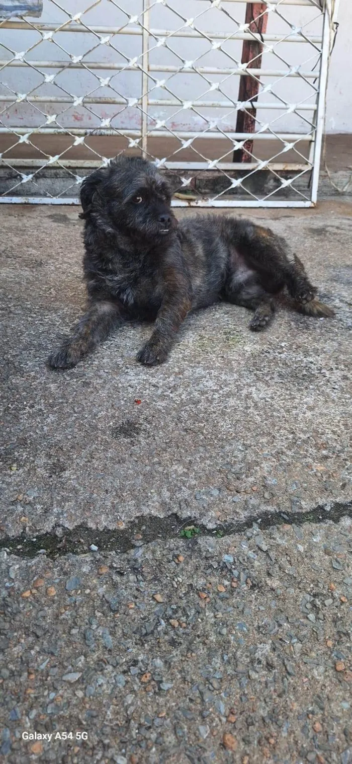 Cachorro ra a SRD-ViraLata idade 5 anos nome Snoopy 
