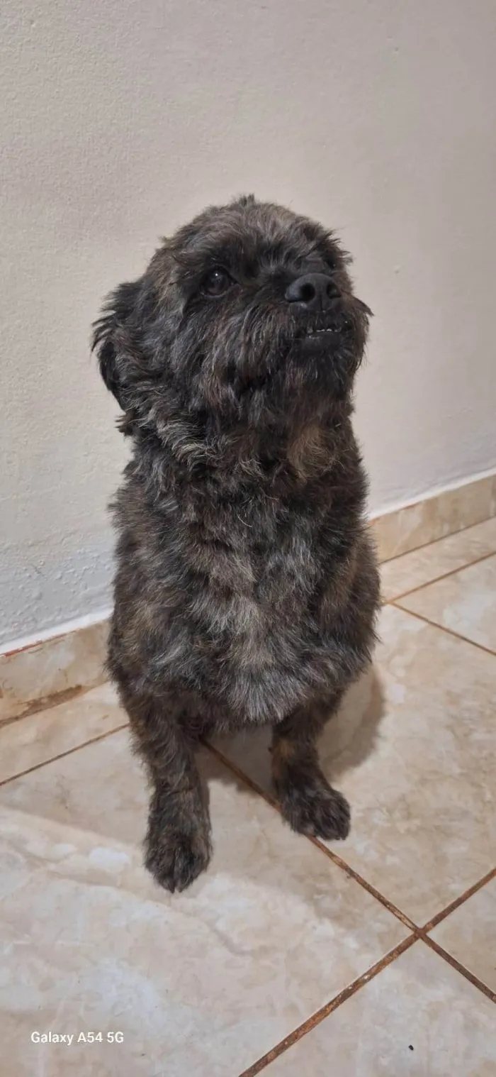 Cachorro ra a SRD-ViraLata idade 5 anos nome Snoopy 