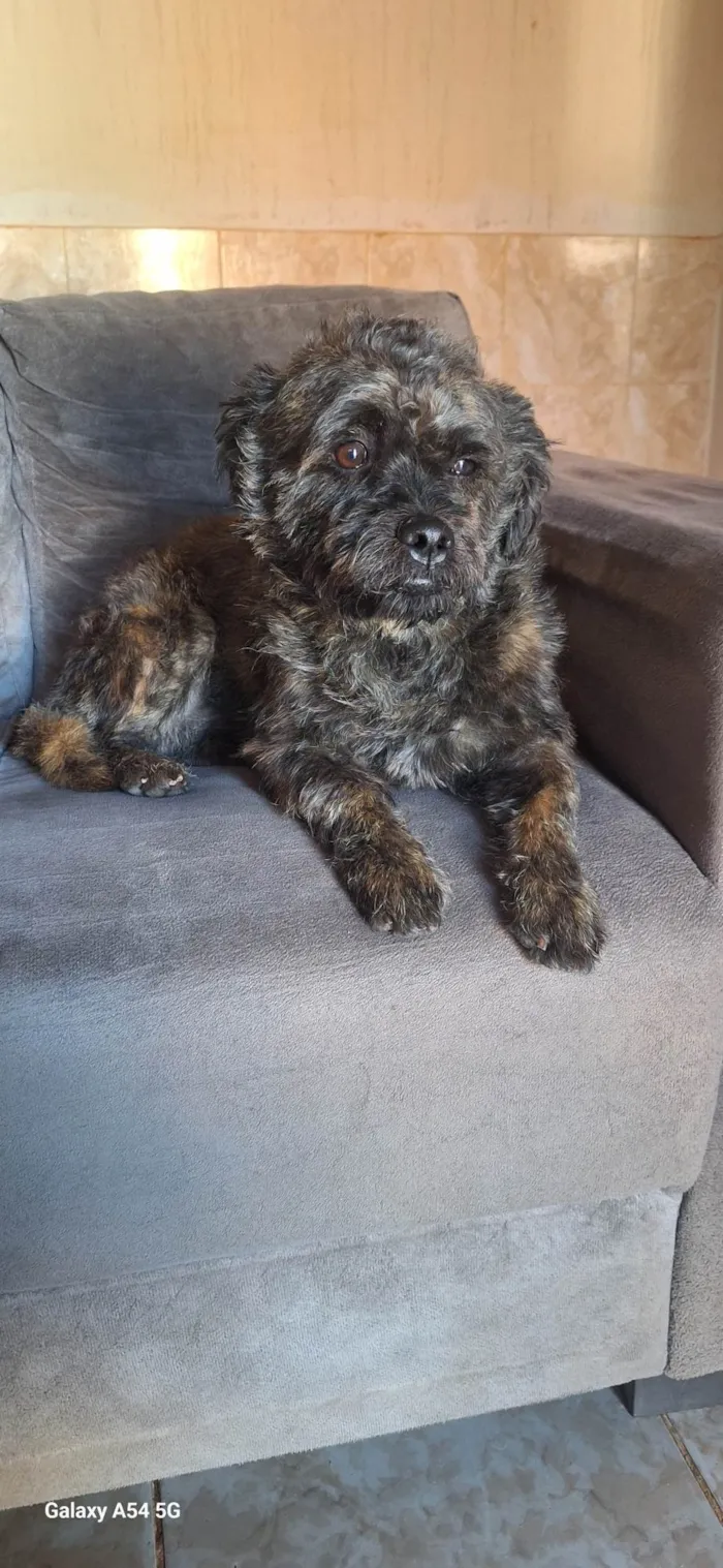 Cachorro ra a SRD-ViraLata idade 5 anos nome Snoopy 