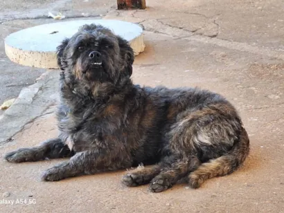 Cachorro raça SRD-ViraLata idade 5 anos nome Snoopy 
