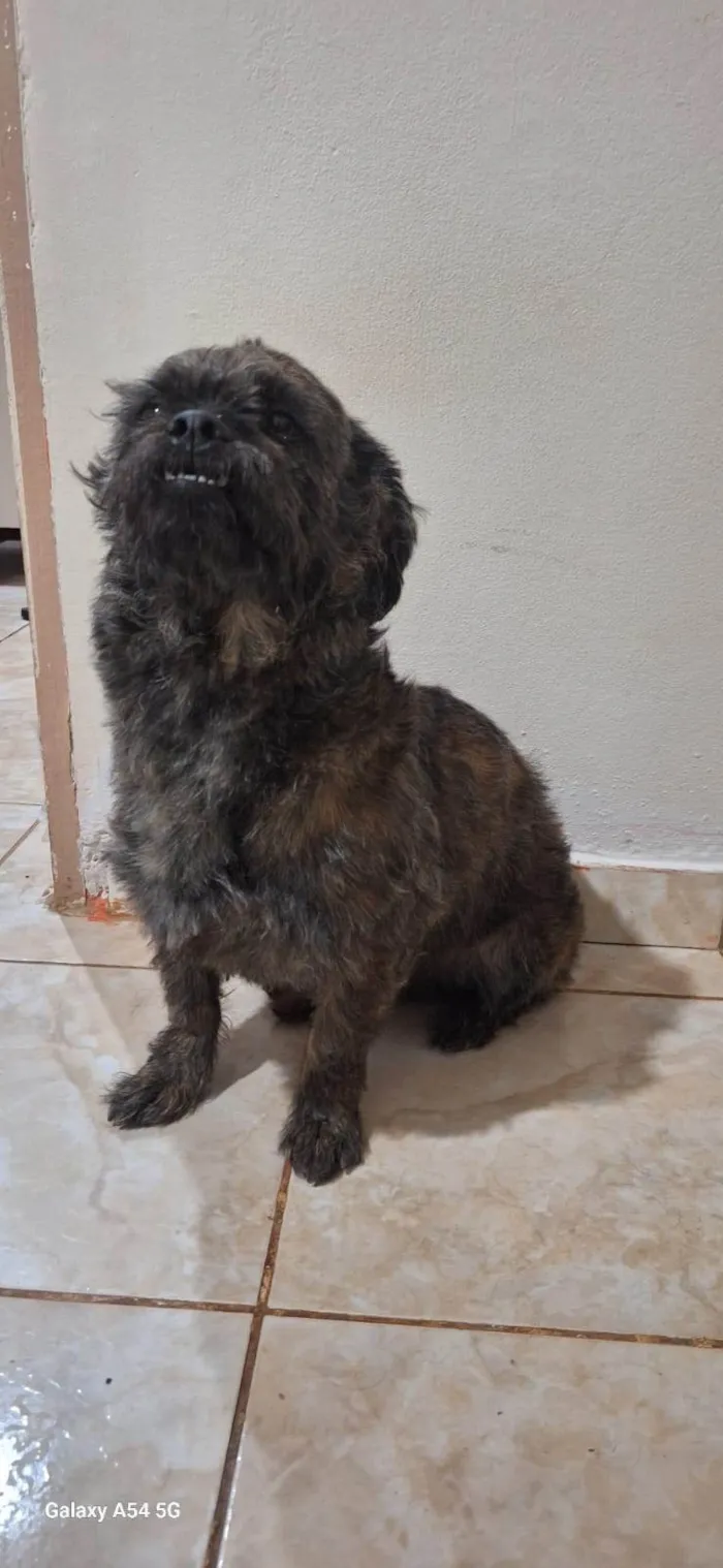 Cachorro ra a SRD-ViraLata idade 5 anos nome Snoopy 