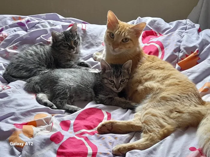 Cachorro ra a SRD-ViraLata idade 2 a 6 meses nome Gatas