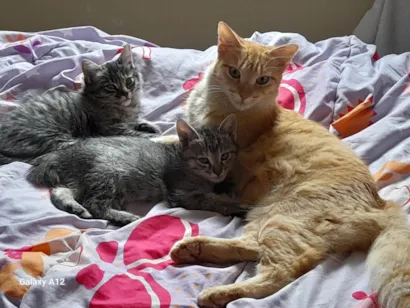 Cachorro raça SRD-ViraLata idade 2 a 6 meses nome Gatas