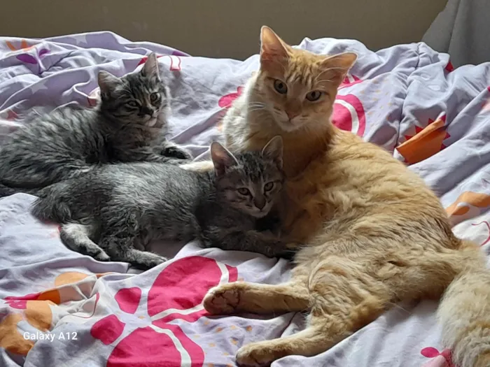 Cachorro ra a SRD-ViraLata idade 2 a 6 meses nome Gatas