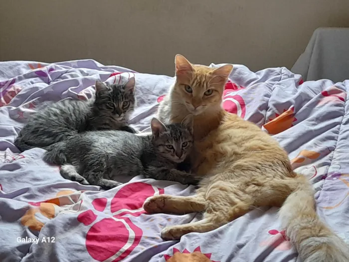 Cachorro ra a SRD-ViraLata idade 2 a 6 meses nome Gatas
