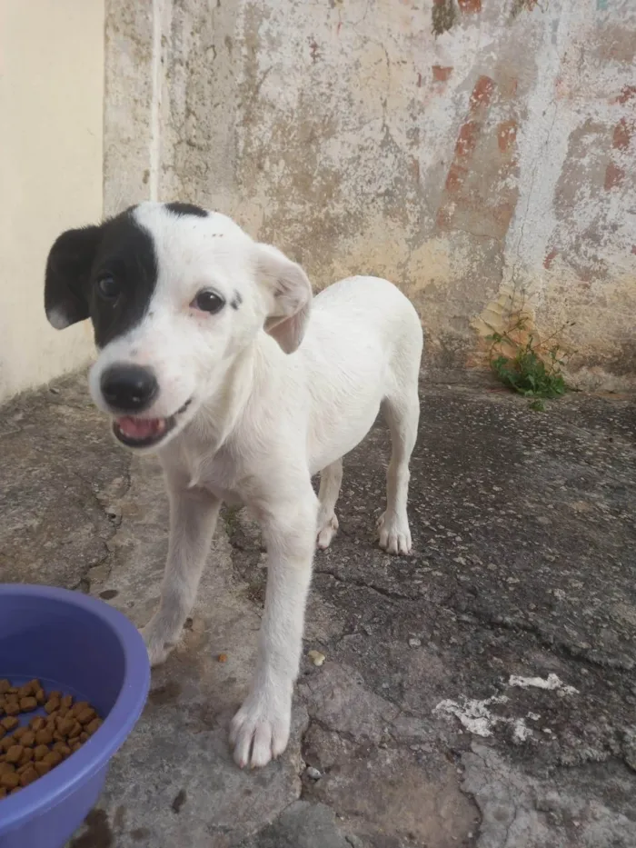 Cachorro ra a SRD-ViraLata idade 2 a 6 meses nome Cachorrinho filhote