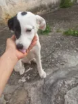 Cachorrinho filhote
