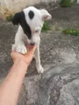 Cachorrinho filhote