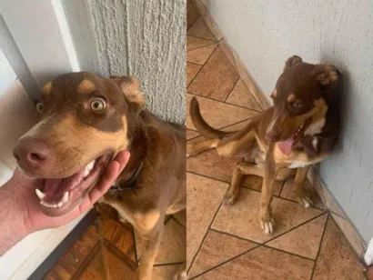 Cachorro raça SRD-ViraLata idade 7 a 11 meses nome Ragnar