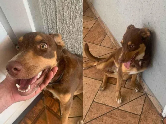 Cachorro ra a SRD-ViraLata idade 7 a 11 meses nome Ragnar