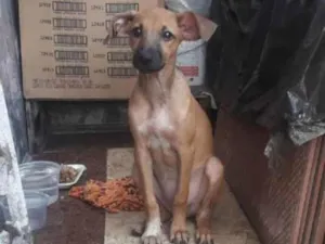 Cachorro raça SRD-ViraLata idade 1 ano nome Sarah