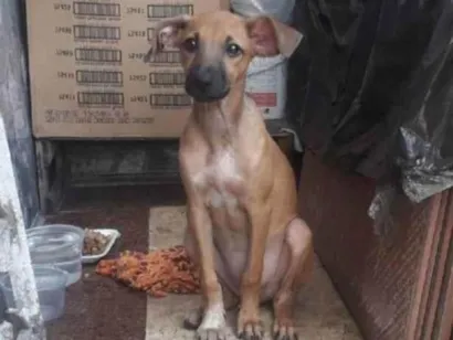 Cachorro raça SRD-ViraLata idade 1 ano nome Sarah