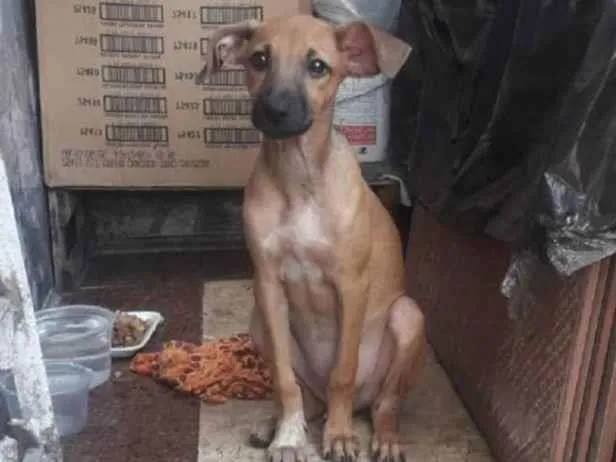Cachorro ra a SRD-ViraLata idade 1 ano nome Sarah
