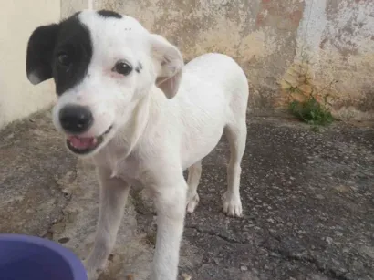 Cachorro raça SRD-ViraLata idade 2 a 6 meses nome Cachorrinho filhote