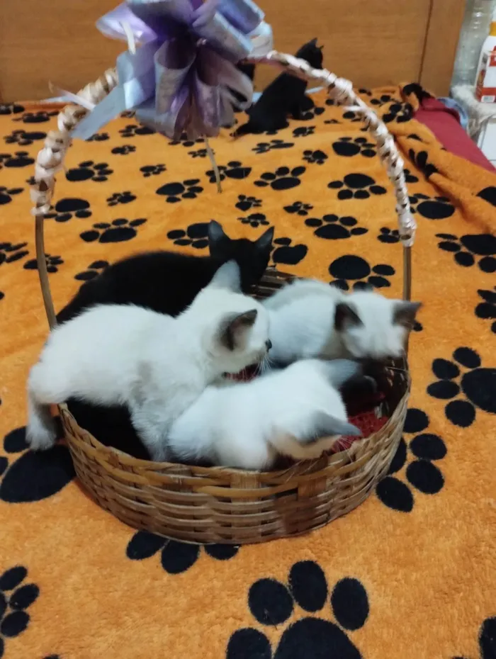 Gato ra a SRD-ViraLata idade Abaixo de 2 meses nome Sem nome 