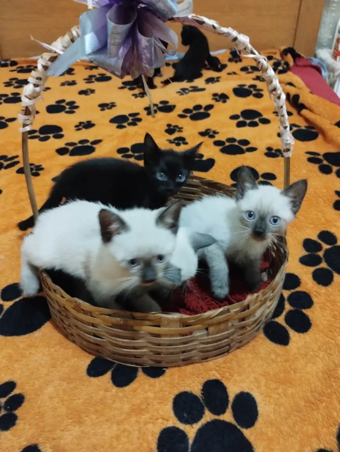 Gato ra a SRD-ViraLata idade Abaixo de 2 meses nome Sem nome 