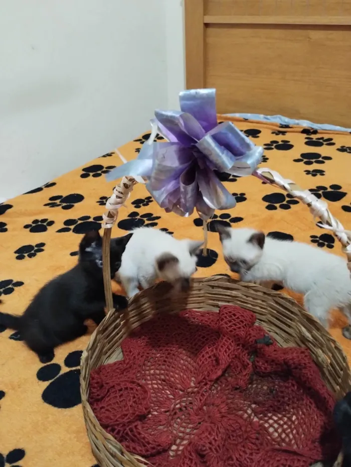 Gato ra a SRD-ViraLata idade Abaixo de 2 meses nome Sem nome 