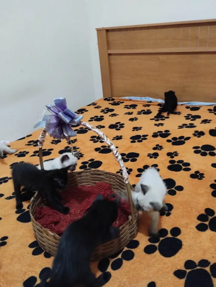 Gato ra a SRD-ViraLata idade Abaixo de 2 meses nome Sem nome 
