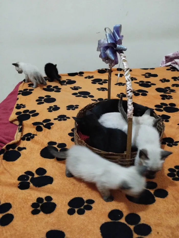 Gato ra a SRD-ViraLata idade Abaixo de 2 meses nome Sem nome 