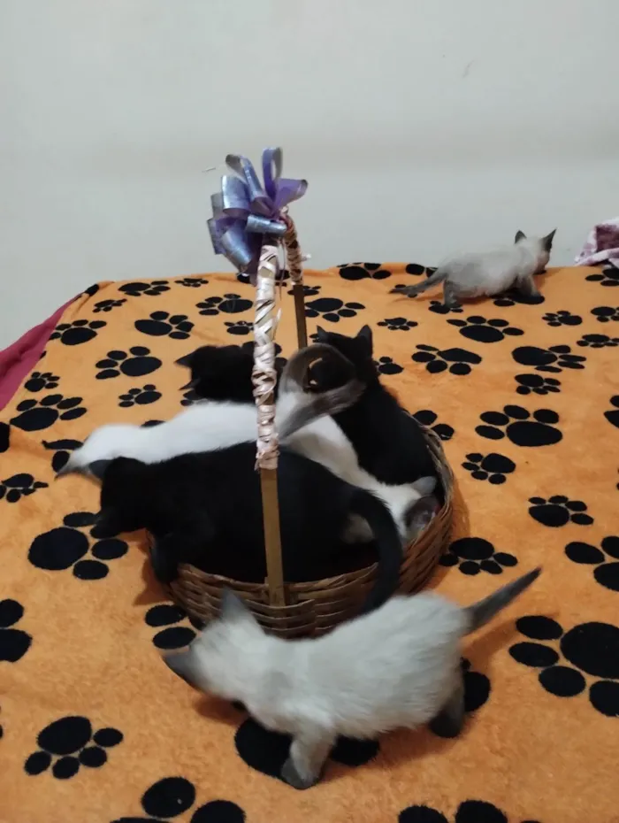 Gato ra a SRD-ViraLata idade Abaixo de 2 meses nome Sem nome 