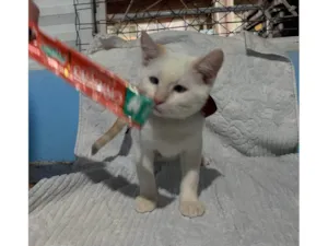 Gato raça SRD-ViraLata idade 2 a 6 meses nome Veronica