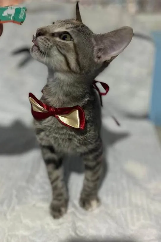 Gato ra a SRD-ViraLata idade 2 a 6 meses nome Nana