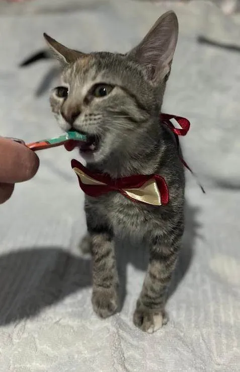 Gato ra a SRD-ViraLata idade 2 a 6 meses nome Nana