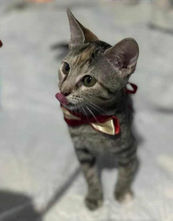 Gato ra a SRD-ViraLata idade 2 a 6 meses nome Nana